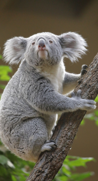 画像：東山動物園